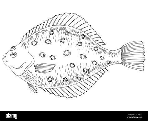 Flounder Fish Graphic Black White Isolated Illustration Vector Stock