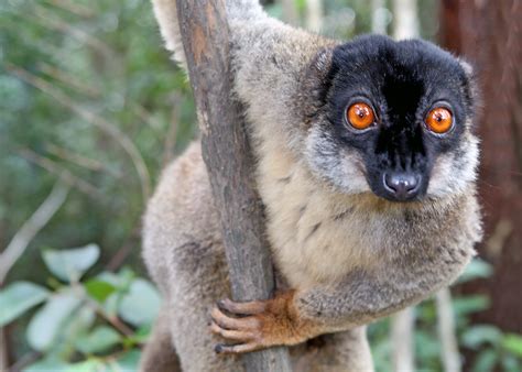 File:Brown Lemur in Andasibe.jpg - Wikipedia