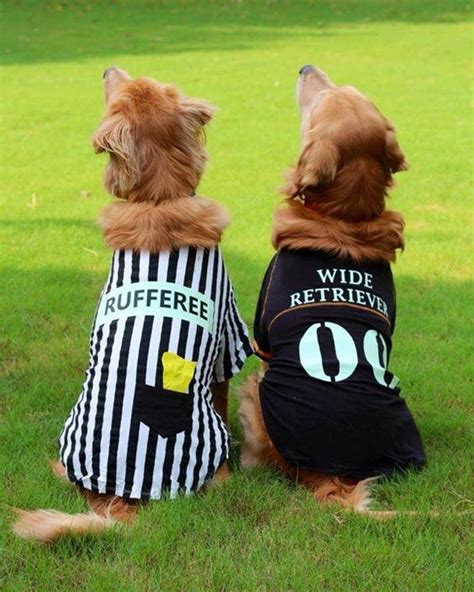 60 Hilarious And Adorable Cat And Dog Halloween Costumes Cute Dog