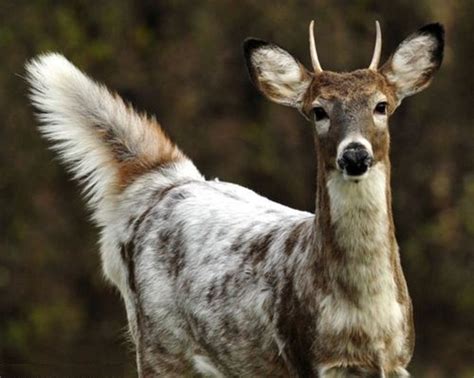 Leucistic Buck Animals Whitetail Deer Pictures Rare Animals