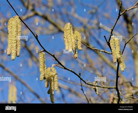 Catkins Or Lambs Tails The Male Flowers Of The Common Hedgerow Tree