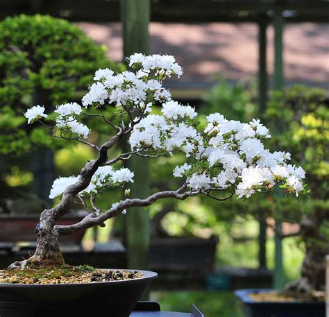 How To Take Care Of A Cherry Bonsai Tree