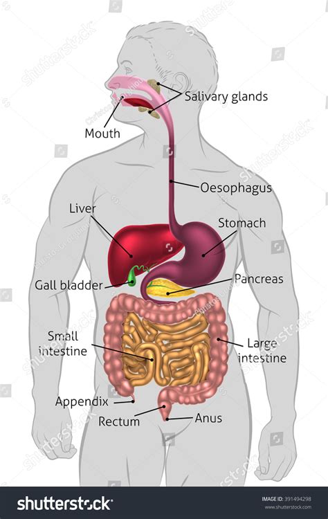 It's rather obvious that very few people are actually eight heads tall (even northern europeans, who served as basis for this model, are closer to seven heads). Human Digestive System Digestive Tract Alimentary Stock Vector 391494298 - Shutterstock