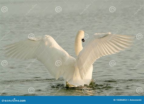 Swan On The Lake At Winter Sunrise Stock Image Image Of Elegance