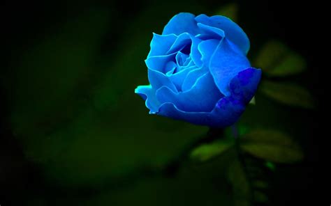 Top Hình ảnh Hoa Hồng Xanh đẹp Nhất Thế Giới Blue Rose