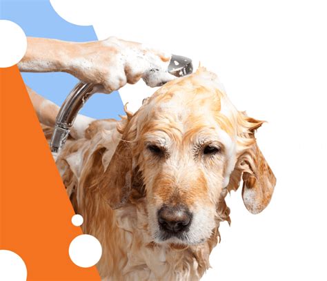Dog Grooming And Dog Washing In Indian Trail Nc Petbar Dog Grooming