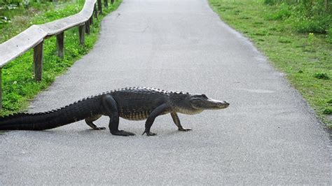 massive alligator survives hit by semi truck only to be put down