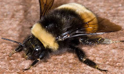 Bumblebees Cute Fat Bees Uploading Various Trash