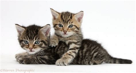 Two Cute Tabby Kittens Photo Wp36186