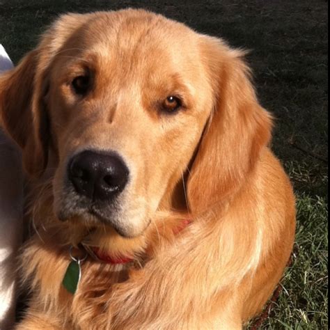 Fact Goldens Love You More Than They Love Themselves Golden