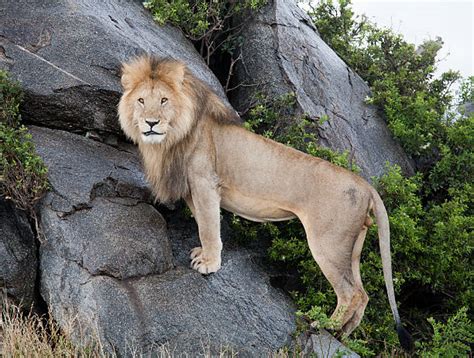 Best Lion Standing Stock Photos Pictures And Royalty Free Images Istock