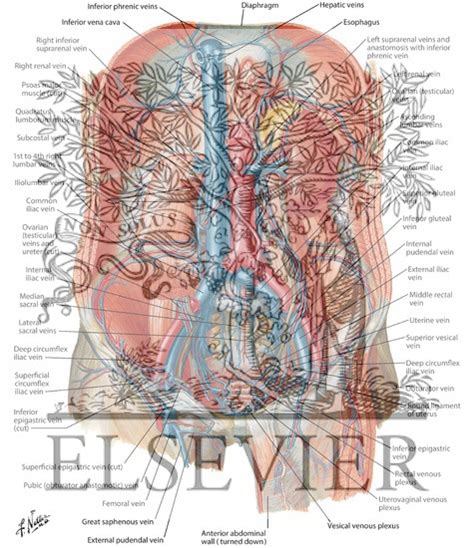 A signaling cascade involving sonic hedgehog (shh), vascular endothelial growth factor (vegf), the vegf receptor 2 (vegfr2), homeobox proteins foxc1 and foxc2, the. Printiable Mape Of Arteries And Viens - What are arteries ...