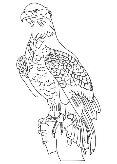 Mexican Eagle Drawing at GetDrawings | Free download