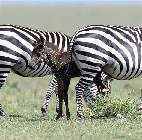 East Africas Most Unique And Unusual Safari Animals