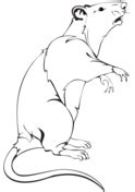 Feel free to print and color from the best 40+ rat coloring pages at getcolorings.com. Rats coloring pages | Free Coloring Pages