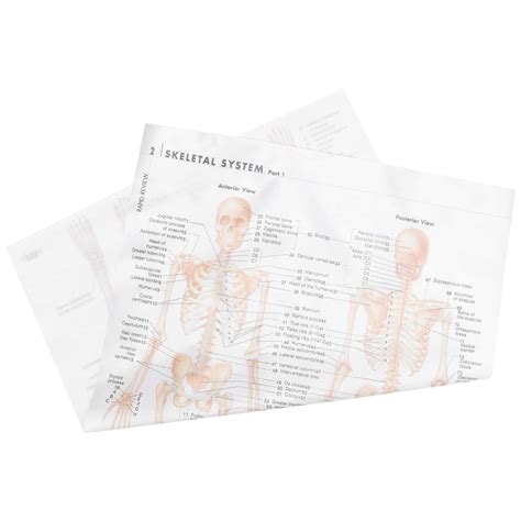Buy Iplusmile Anatomical Muscle Skeleton Ligaments Of The Joints Anatomy Set Muscular And