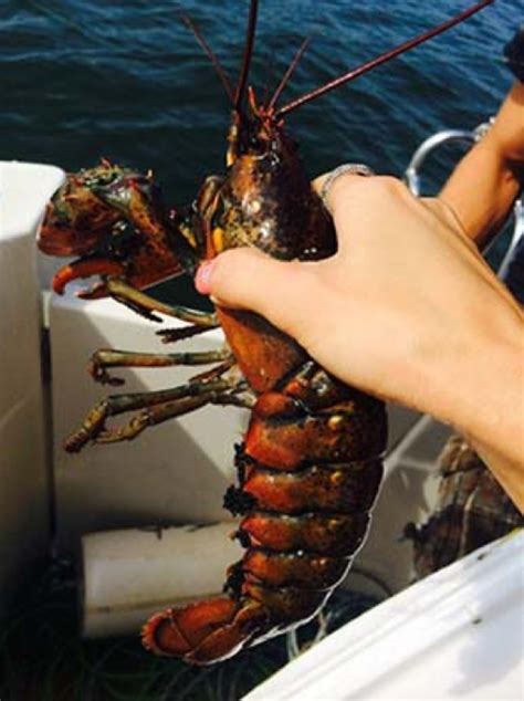 Atlantic Lobster Caught In The Pacific Mens Journal