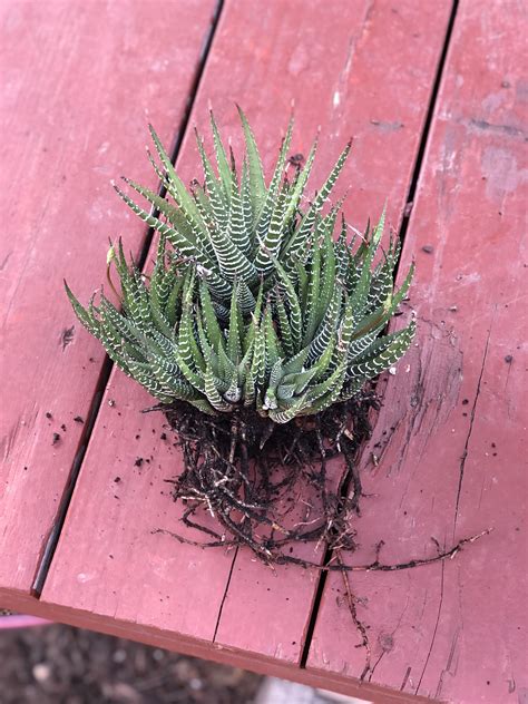 How to get my succulents to flower. Dividing my succulents, zebra succulent | Planting ...