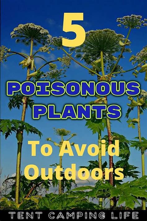 5 Poisonous Plants To Avoid Outdoors