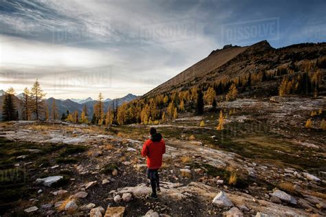 A Young Man Walks In An Alpine Region Alongside The Colorful Larch