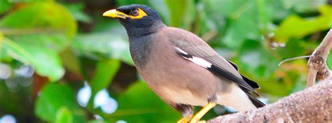Native Or Not Hawaiian Birds Arent Always What They Seem American