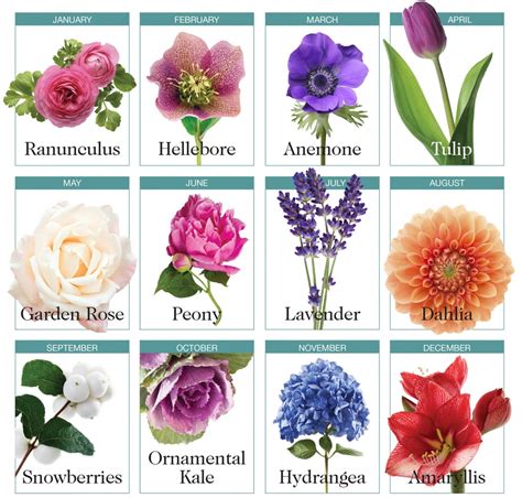 Flowers And Birth Months Birth Month Flowers And Their Meanings