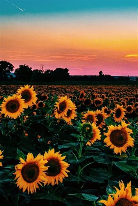 @naomishwartzer🌻 | Sunflower wallpaper, Nature, Beautiful ... It's where your interests connect you with your people.
