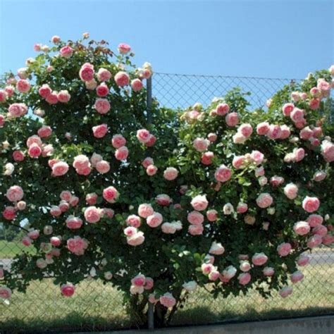 Best 40 Awesome Eden Rose Garden To Enhance Your Beautiful Garden