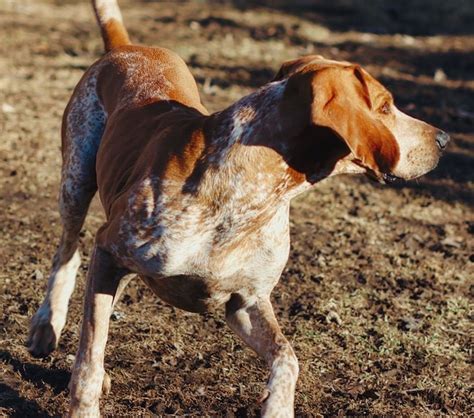 American English Coonhound Breed Info Guide Quirks Pictures Personality And Facts Bark Post