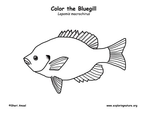 Bluegill Coloring