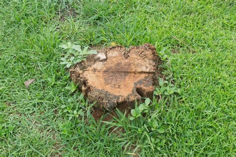 How To Get Rid Of Tree Stumps In Your Yard Hunker
