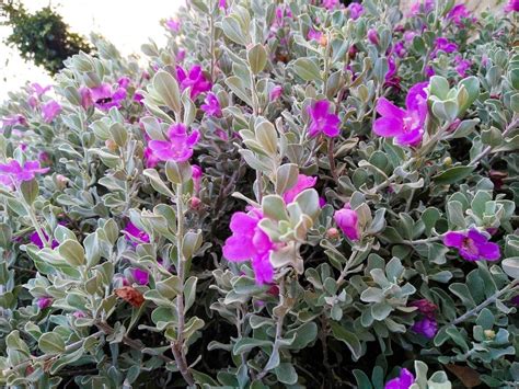 The time to decide on the species is long before you go to the nursery to buy. Rooting a Piece of a Texas Sage Plant? | ThriftyFun