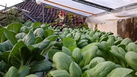 Cara menanam di hidroponik dari menyemai hingga panen dengan sistem wick sistem sumbu sayur pakcoy. 5 Cara Menanam Sawi Hijau Hidroponik Di Rumah