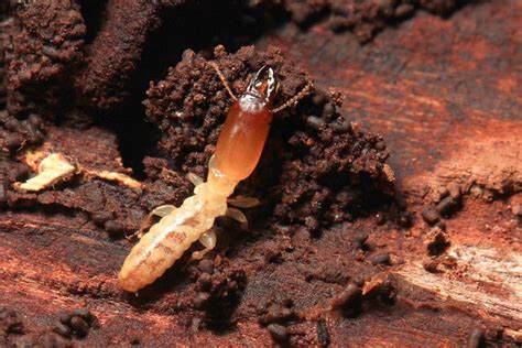 Drywood Termites Signs Damage Prevention And Treatment Cost Pestsguide