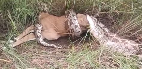 giant python swallows deer terrifying video goes viral