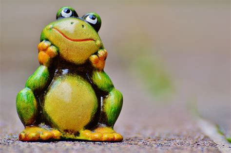 Frog Figure Funny Free Photo On Pixabay