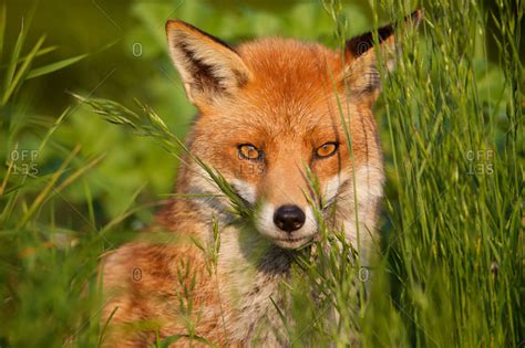 Close Up Of A Red Fox In Its Habitat Stock Photo Offset