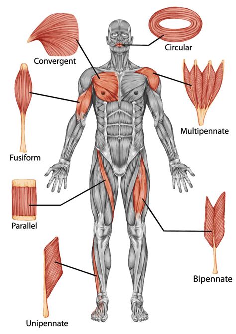 Anatomy Quiz Muscle Types Skeletal Muscles Shapes Of Skeletal Muscles