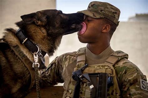 K9 Commando Timeline Photos Military Working Dogs Military Dogs