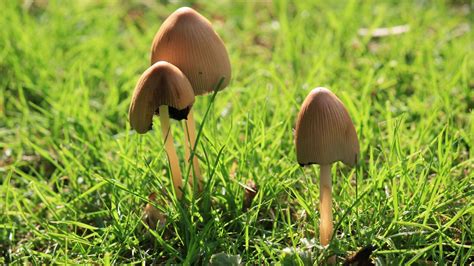 Psychedelic Compound In Magic Mushrooms Promising For Treating