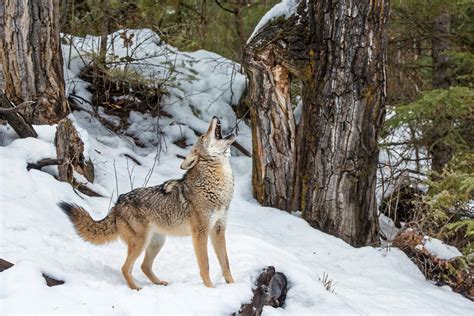 Snow Coyote Howling