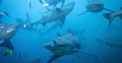 The Best Shark Dive In The World Of Sharks And Men Stellar