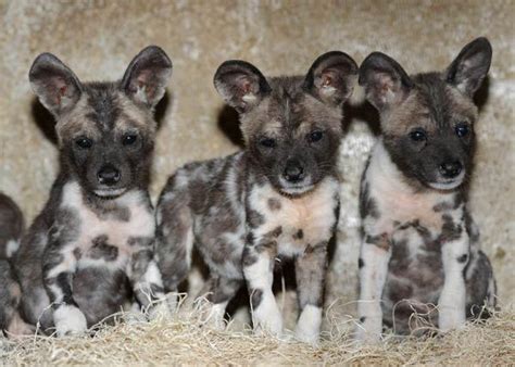 Puppies 10 African Wild Dog Puppies Born Live Science