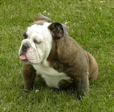 Blue fawn english bulldog puppies for sale in corona. AKC Blue Fawn Brindle English Bulldog for Sale in Finley ...