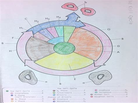 The Cell Cycle Coloring Worksheet Answers - Printable Word Searches