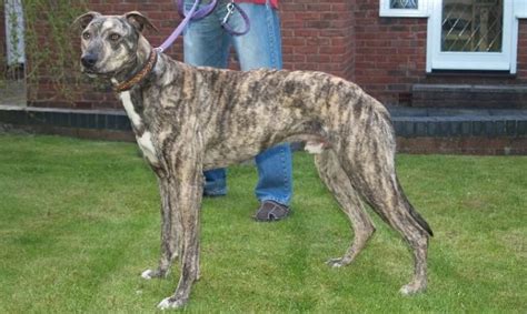 10 Things You Didnt Know About The Lurcher Dog Lurcher Dogs Pure