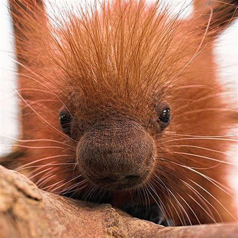 Can You Pet A Baby Porcupine Binghamton Zoo Weighs In