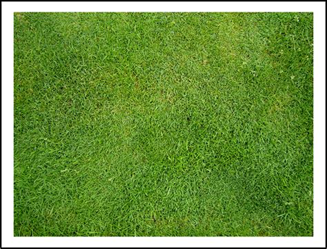 Memilih jenis rumput hias yang tidak sesuai dengan desain taman, bisa menjadikan taman terlihat kurang cantik dan kurang rapi. KREASI TAMAN INDAH: Rumput