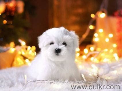 Search for rescue dogs for adoption. for adoption super cute super active maltese puppies ...