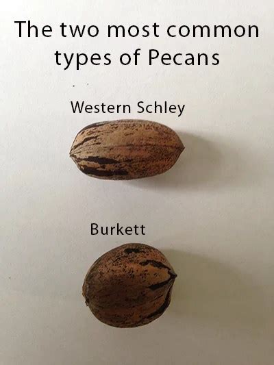 Types Of Pecan Trees Common Pecan Trees